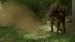 Bebé Pudú, nacido el 6 de noviembre en el bioparque Temaikèn de Buenos Aires, Argentina, el 11.12.2024