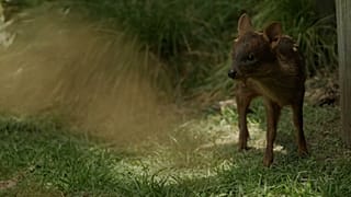 Bébé Pudu, né le 6 novembre au bioparc Temaikèn à Buenos Aires en Argentine, le 11.12.2024