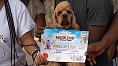 Un perro luce orgulloso su diploma de Ángel de la Buena Suerte durante el carnaval canino de Lagos, Nigeria, 14.12.2024
