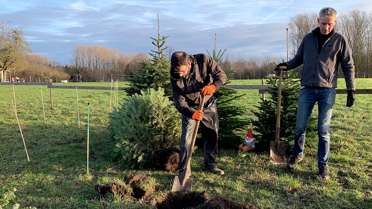 El propietario de una granja, Pieter De Wit (izquierda), cava un hoyo para un árbol de Navidad mientras lo replanta en su campo de la granja Paard y Bloem en Oppuurs, Bélgica, el sábado 7 de enero de 2023.