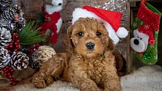 Un chiot porte un bonnet de Noël