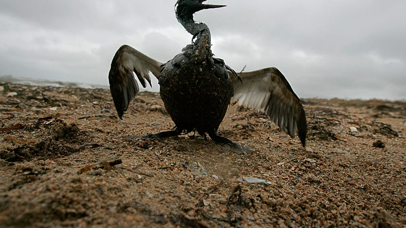 Un oiseau recouvert d'une épaisse couche de carburant déversé par un pétrolier dans la mer Noire russe.