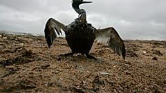 Un oiseau recouvert d'une épaisse couche de carburant déversé par un pétrolier dans la mer Noire russe.
