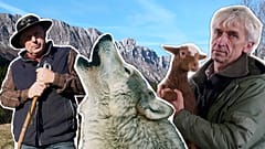 Proteção do lobo reduzida na Europa. De quem é a vez agora?