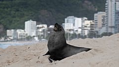 Une otarie à fourrure se tient sur la plage d'Ipanema à Rio de Janeiro au Brésil, le 18.12.2024