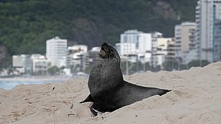 Une otarie à fourrure se tient sur la plage d'Ipanema à Rio de Janeiro au Brésil, le 18.12.2024