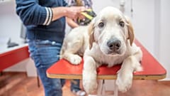 Σκύλος σε εξέταση σε κτηνιατρική κλινική