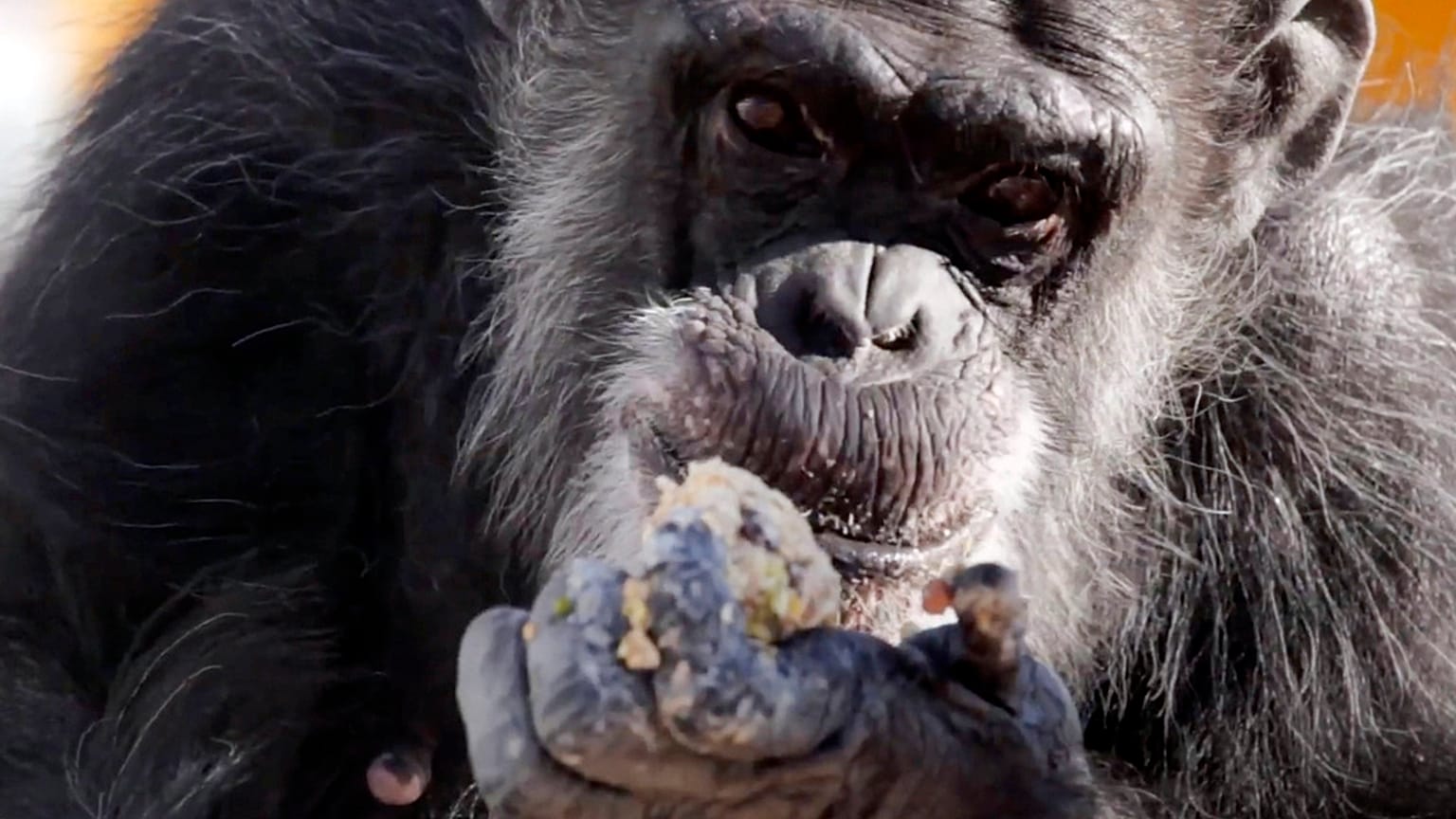 Un árbol de Navidad para los chimpancés del zoo de Arnhem, en Países Bajos