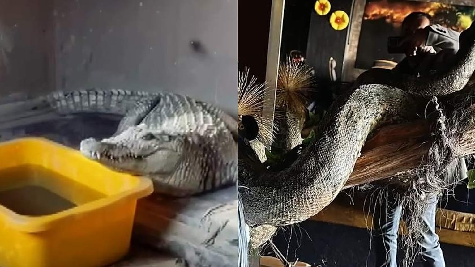 Fotoğraflar hayvanları koruma derneklerinin sosyal medya hesaplarından alınmıştır.