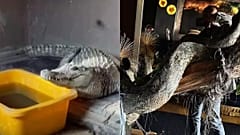 Fotoğraflar hayvanları koruma derneklerinin sosyal medya hesaplarından alınmıştır.