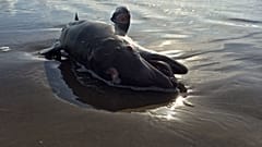 Olajszennyeződésben elpusztult delfin Mexikó partjainál 2010-ben