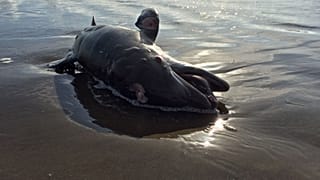 Olajszennyeződésben elpusztult delfin Mexikó partjainál 2010-ben