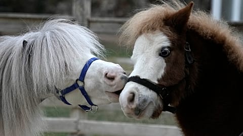 GREECE MINIATURE THERAPY HORSES