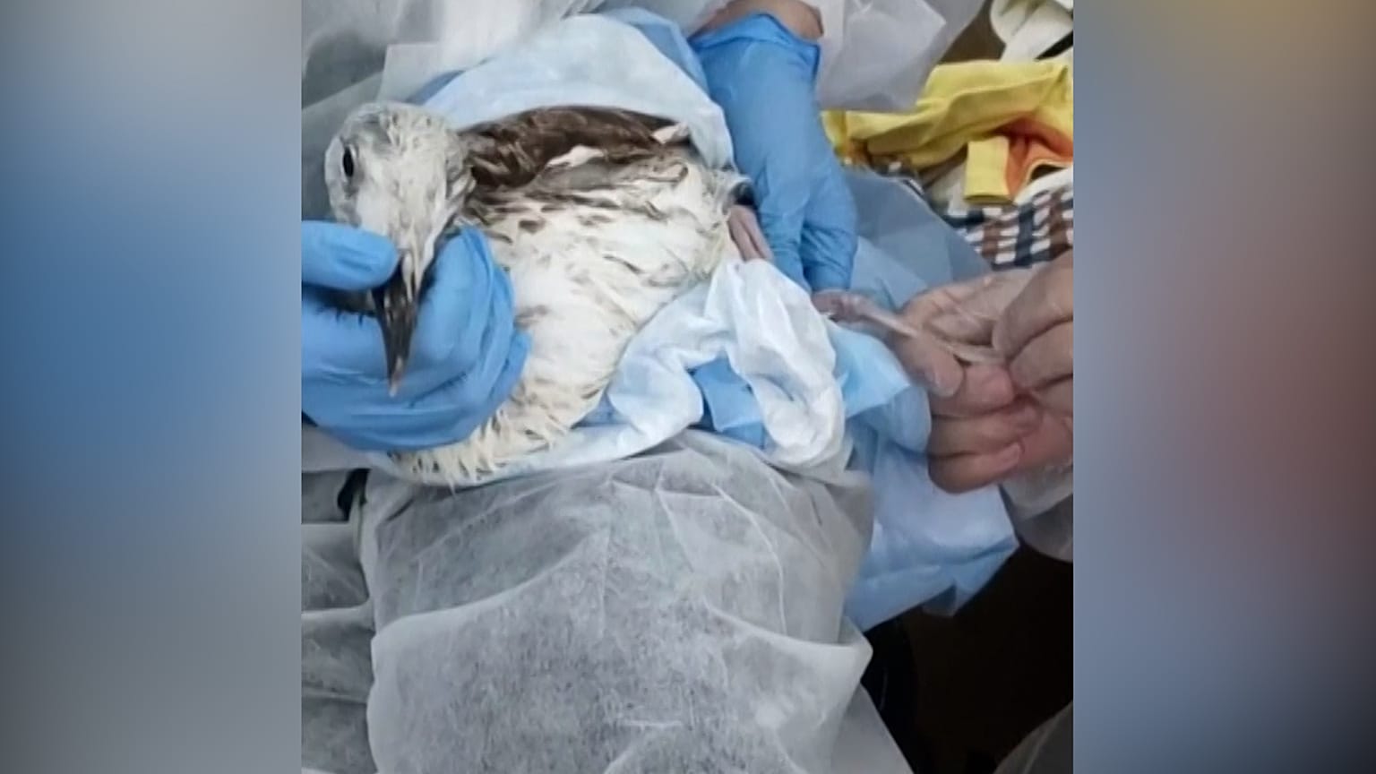 Un soccorritore raccoglie un uccello pieno di catrame per portarlo in un centro di cura nella regione di Krasnodar, in Russia, 25.12.2024