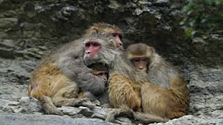 Lorsque les températures commencent à chuter, d'autres singes se rassemblent en groupes d'environ 50 personnes pour garder tout le monde au chaud.