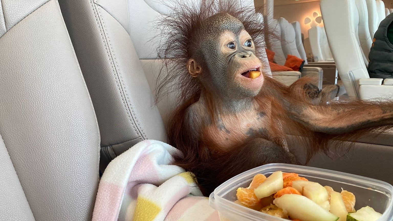 Kiwi, rehabilitasyona başladığı Monkey World'e şık bir şekilde seyahat etti.