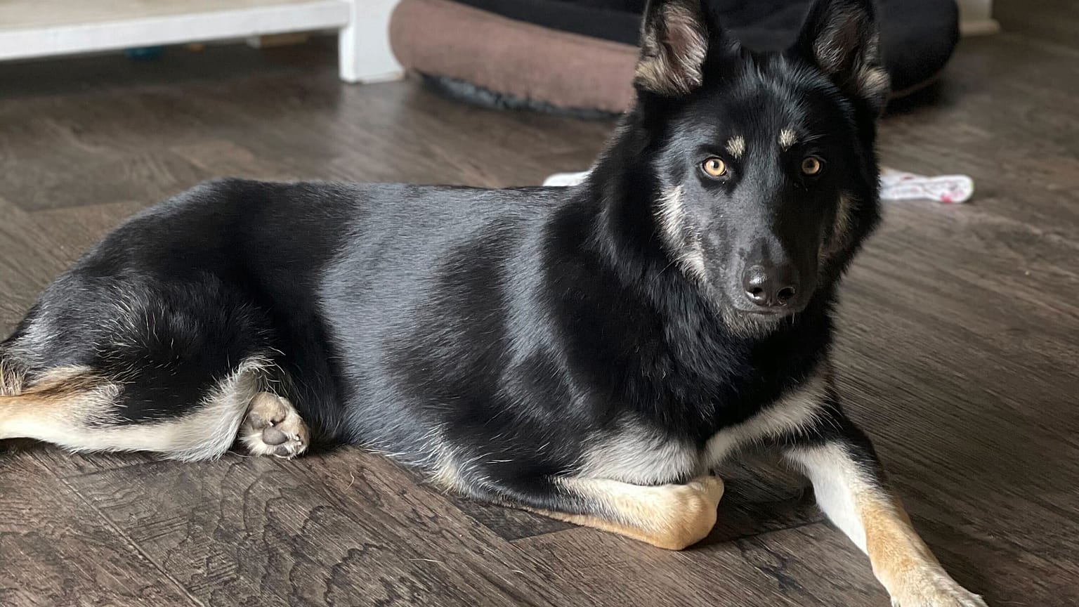 Noel arifesinde gece yarısı kapı ziline basarak Florida'daki ailesinin yanına dönen 4 yaşındaki Alman çoban köpeği ve Sibirya kurdu karışımı Athena, 27 Aralık, 2024.
