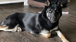 Noel arifesinde gece yarısı kapı ziline basarak Florida'daki ailesinin yanına dönen 4 yaşındaki Alman çoban köpeği ve Sibirya kurdu karışımı Athena, 27 Aralık, 2024.