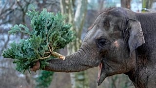 Un éléphant broute un arbre de Noël au zoo, à Berlin, en Allemagne, le 03.01.2025