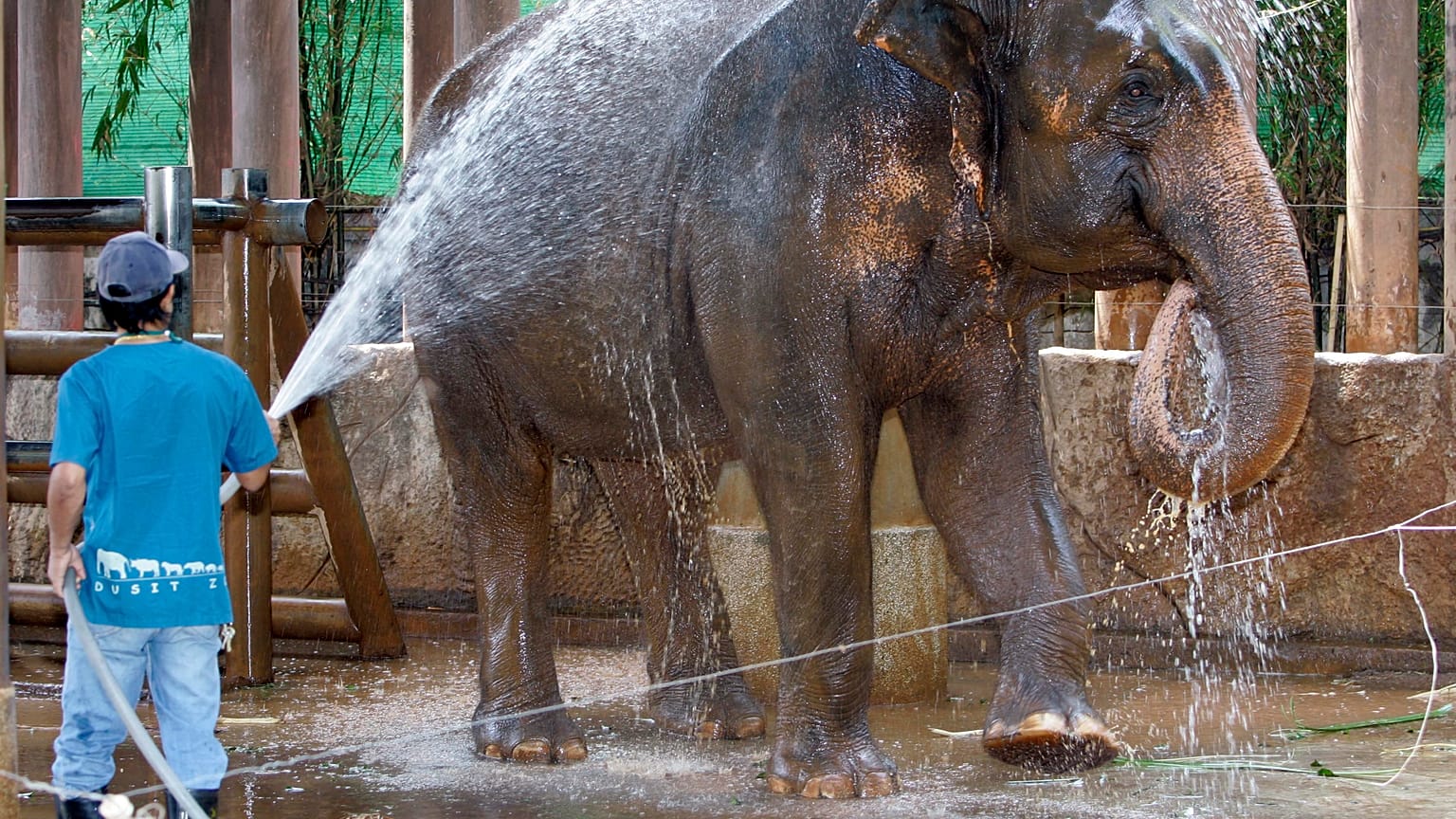 Un trabajador del zoológico Dusit de Bangkok rocía agua para refrescar a un elefante el martes 18 de marzo de 2008 en Bangkok, Tailandia
