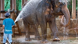 Un trabajador del zoológico Dusit de Bangkok rocía agua para refrescar a un elefante el martes 18 de marzo de 2008 en Bangkok, Tailandia