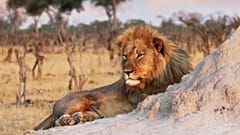 Ein Löwe wird am 26. November 2013 im Hwange-Nationalpark, Simbabwe, abgebildet.