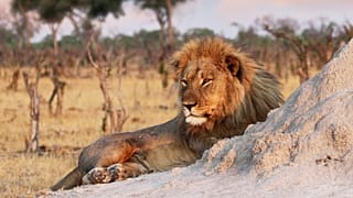 Ein Löwe wird am 26. November 2013 im Hwange-Nationalpark, Simbabwe, abgebildet.