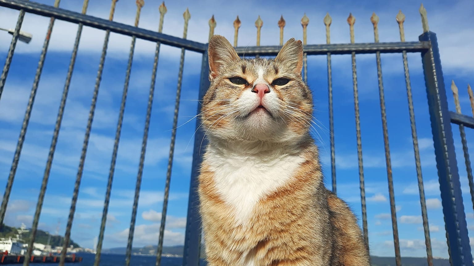 İstanbul'un Sarıyer ilçesinde bir kedi