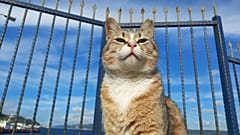 İstanbul'un Sarıyer ilçesinde bir kedi