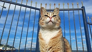 İstanbul'un Sarıyer ilçesinde bir kedi