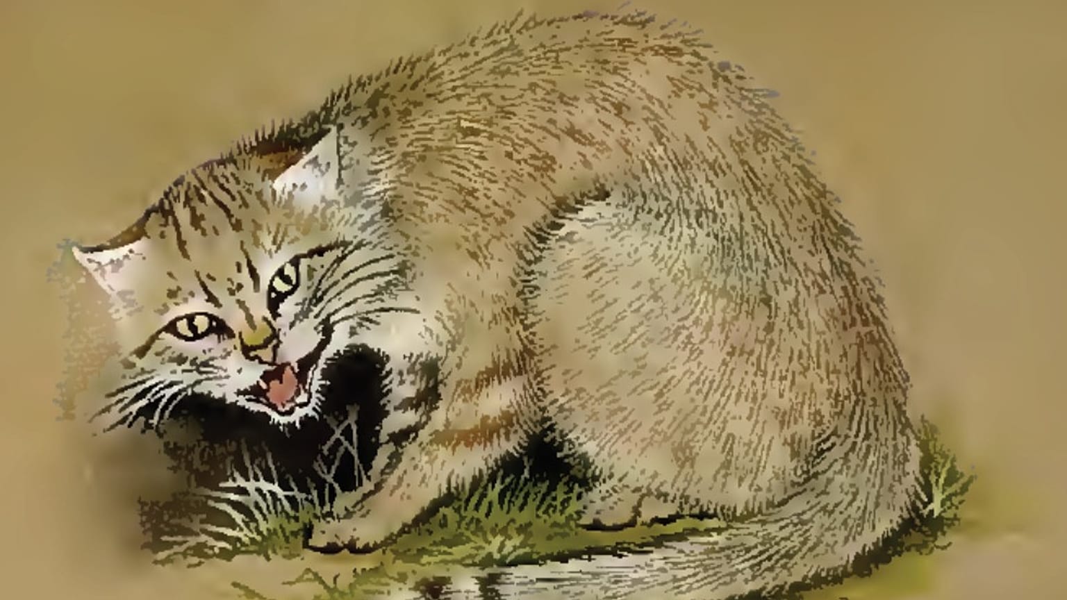 Felis silvestris lybica tasviri