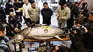 Rekor fiyata satılan ton balığı, Tokyo'daki Toyosu pazarında sergileniyor