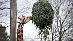 Żyrafa pasie się na choince podczas karmienia zwierząt przy nieużywanych choinkach w berlińskim zoo w Niemczech, piątek, 3 stycznia 2025 r.