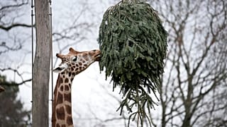 Żyrafa pasie się na choince podczas karmienia zwierząt przy nieużywanych choinkach w berlińskim zoo w Niemczech, piątek, 3 stycznia 2025 r.