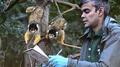 Pracownik zoo liczy małpy wiewiórcze podczas corocznej inwentaryzacji w London Zoo w Londynie, w piątek, 3 stycznia 2025 r.