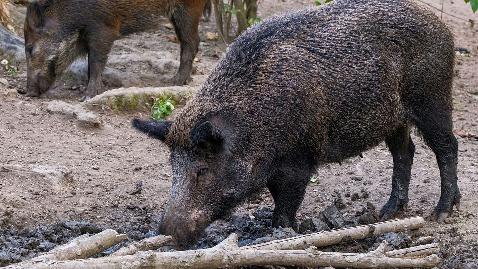 A wild boar in Europe