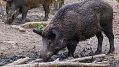 Ein Wildschwein in Europa