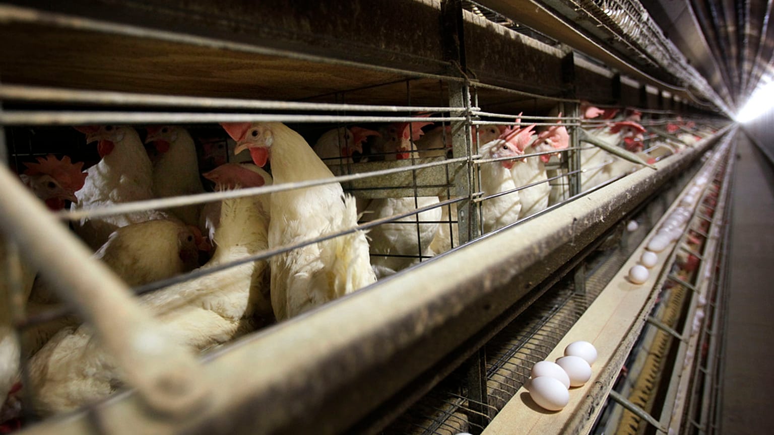 Imagen de archivo de varias gallinas en sus jaulas en una granja de Iowa, Estados Unidos.