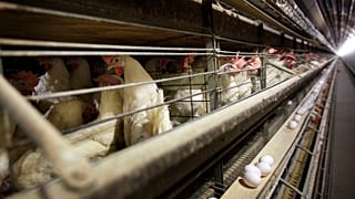 Imagen de archivo de varias gallinas en sus jaulas en una granja de Iowa, Estados Unidos.