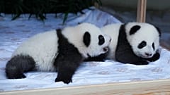 Panda-Nachwuchs im Zoo von Berlin 