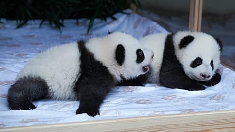 Leni et Lotti s'ébattent dans l'enclos avec leur mère Meng Meng.