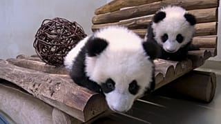 Les deux sœurs jumelles panda âgées de cinq mois explorent leur nouvelle aire de jeu au zoo de Berlin en Allemagne, le 07.01.2025