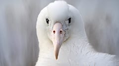 Albatros kameraya bakarken.
