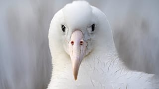 Albatros kameraya bakarken.
