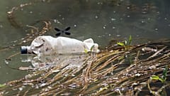  Bir yusufçuk, Sırbistan'ın başkenti Belgrad'ın yaklaşık 25 kilometre (15 mil) batısındaki Obrenovac'ta Sava Nehri kıyısında plastik bir şişenin üzerinde uçuyor.