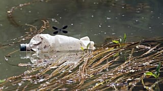  Bir yusufçuk, Sırbistan'ın başkenti Belgrad'ın yaklaşık 25 kilometre (15 mil) batısındaki Obrenovac'ta Sava Nehri kıyısında plastik bir şişenin üzerinde uçuyor.