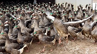 Egészséges libák egy Gödöllő közeli libafarmon 2017. januárjában