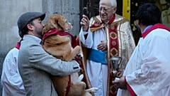 Peder Angel, Aziz Anthony yortusu sırasında bir köpeği mesh ediyor