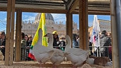 Gänse warten auf ihren Segen 