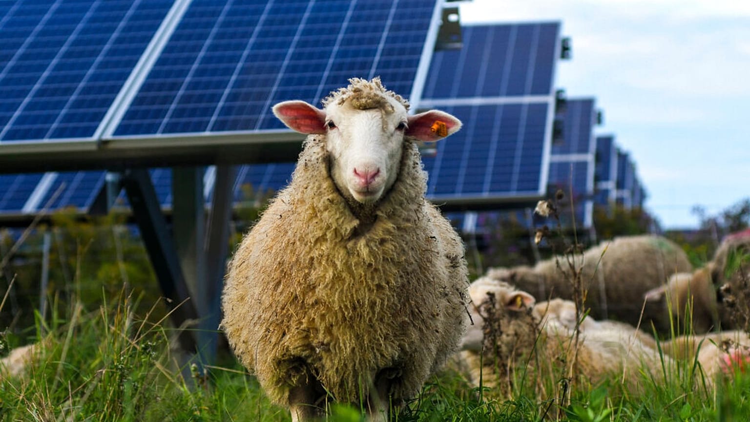 Os cortadores de relva da própria natureza estão a tornar-se um parceiro poderoso para os parques solares.